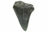 Serrated, Fossil Great White Shark Tooth - South Carolina #374671-1